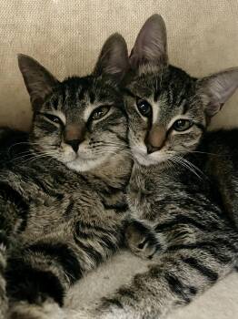 Rescue Tabby and Domestic Short Hair Cats for Adoption in Myrtle Beach, South Carolina - Hazel & Harper (courtesy Post & Bonded) | PetCurious