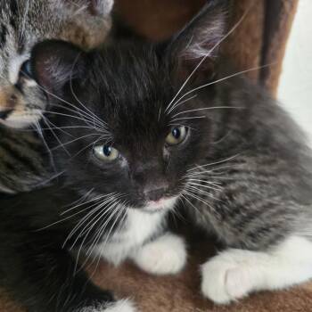 Domestic Short Hair Cats Available for Adoption in Eagle Mountain, Utah - Randall Tiner | PetCurious