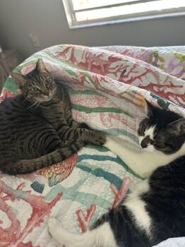BONDED PAIR: Pooky & Jasper -  Domestic Short Hair Cat Available for Adoption in Naples, Florida - BONDED PAIR: Pooky & Jasper | PetCurious
