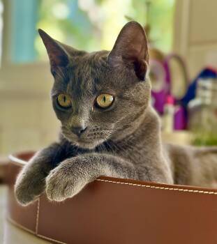 Rescue Domestic Short Hair Cats for Adoption - Luna | PetCurious