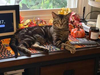 Mead -  Domestic Short Hair and Tabby Cat for Adoption in Minneapolis, Minnesota - Mead | PetCurious