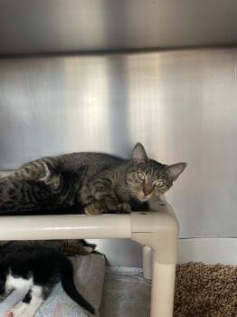 Rescue Domestic Short Hair Cats for Adoption in Pomona, New York - Nymph | PetCurious