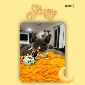Rescue American Shorthair Cats for Adoption in Elk Grove, California - Sleepy | PetCurious