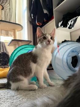 Rescue Domestic Short Hair Cats for Adoption in Fort Lupton, Colorado - Ruby TX | PetCurious