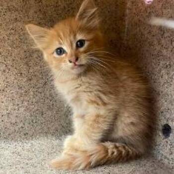 Smitty -  Domestic Short Hair Cat Available for Adoption in Fort Collins, Colorado - Smitty | PetCurious