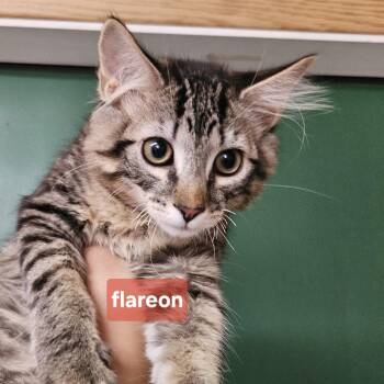 Eeveelutions Litter -  Domestic Short Hair and Domestic Medium Hair Cat for Adoption in The Dalles, Oregon - Eeveelutions Litter | PetCurious