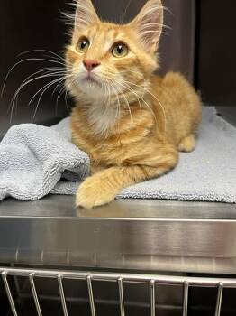 MOSES* -  Domestic Medium Hair Cat for Adoption in Santa Cruz, California - MOSES* | PetCurious