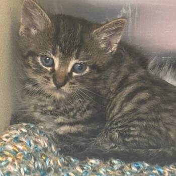Kelp -  Domestic Short Hair Cat for Adoption in Newark, New Jersey - Kelp | PetCurious