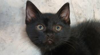 Vlad -  Domestic Short Hair Cat for Adoption in Cullowhee, North Carolina - Vlad | PetCurious