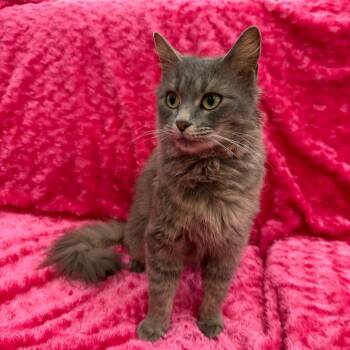 Domestic Medium Hair Cats Available for Adoption - Luna | PetCurious