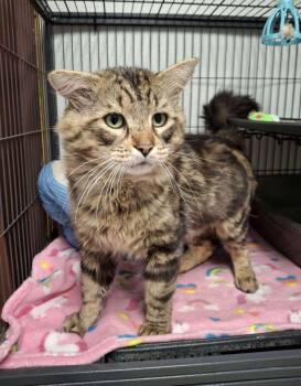 ANGUS -  Domestic Long Hair Cat Available for Adoption in Ironwood, Michigan - ANGUS | PetCurious