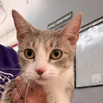 Domestic Short Hair Cats Available for Adoption in Evansville, Indiana - Tia | PetCurious