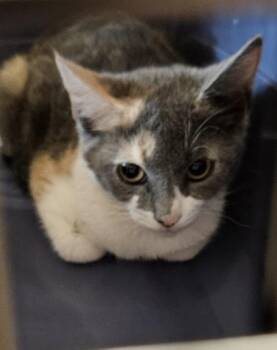 Beignet -  Domestic Short Hair Cat for Adoption in Chamblee, Georgia - Beignet | PetCurious