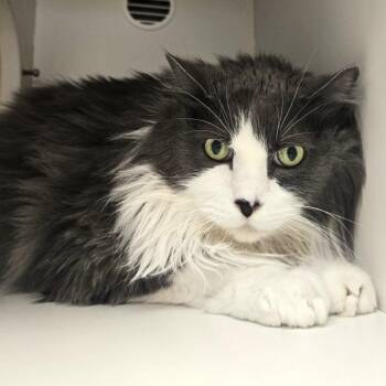 Slate -  Domestic Medium Hair Cat for Adoption in Champaign, Illinois - Slate | PetCurious