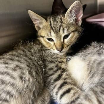 Lock -  Domestic Short Hair Cat for Adoption in Keizer, Oregon - Lock | PetCurious