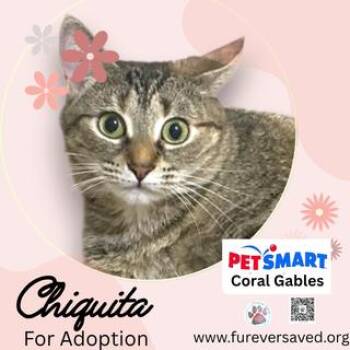 Chiquita -  Domestic Short Hair Cat for Adoption in Miami, Florida - Chiquita | PetCurious