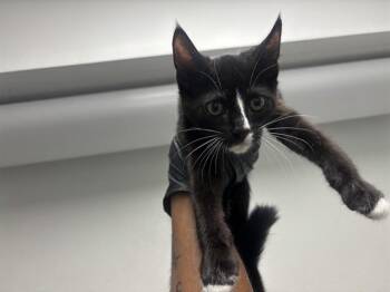 BLACK PEPPER -  Domestic Short Hair Cat for Adoption in Antioch, California - BLACK PEPPER | PetCurious