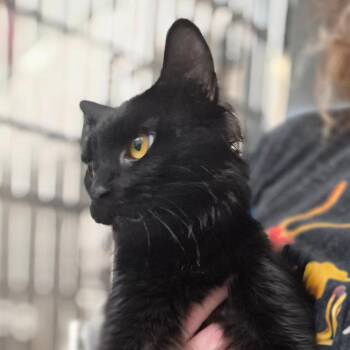 Mama Pigeonstar -  Domestic Medium Hair Cat for Adoption in Denver, Colorado - Mama Pigeonstar | PetCurious