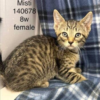 Misti -  Domestic Short Hair Cat for Adoption in New Tazewell, Tennessee - Misti | PetCurious