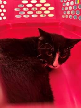 Cascade -  Domestic Medium Hair and Domestic Short Hair Cat for Adoption in Baraboo, Wisconsin - Cascade | PetCurious