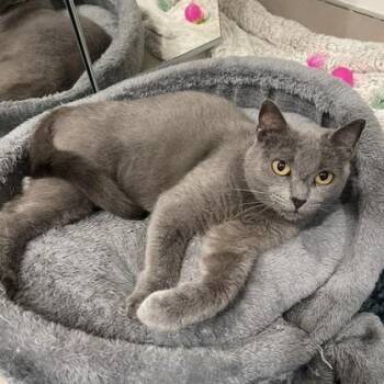 Blue (1 year) -  Domestic Short Hair Cat for Adoption in Los Angeles, California - Blue (1 Year) | PetCurious
