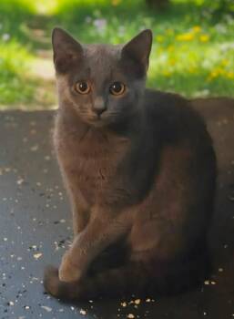 Minunu -  Domestic Short Hair Cat for Adoption in El Dorado, Arkansas - Minunu | PetCurious