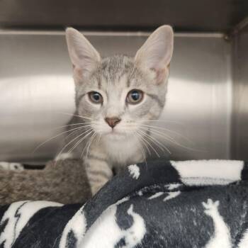 Daffy Duck -  Domestic Short Hair Cat for Adoption in Fort Wayne, Indiana - Daffy Duck | PetCurious