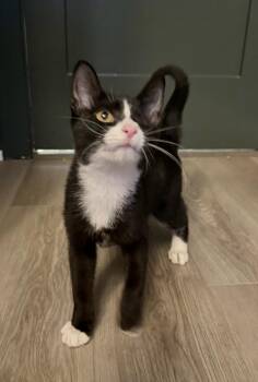 Goose -  Domestic Short Hair Cat for Adoption in Chicago, Illinois - Goose | PetCurious
