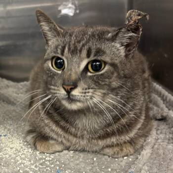 Candyland -  Domestic Short Hair Cat for Adoption in Los Angeles, California - Candyland | PetCurious