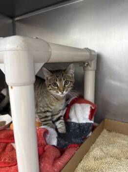 Brussels -  Domestic Short Hair Cat for Adoption in Morristown, New Jersey - Brussels | PetCurious