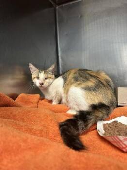 Kelly -  Domestic Medium Hair Cat for Adoption in El Paso, Texas - Kelly | PetCurious