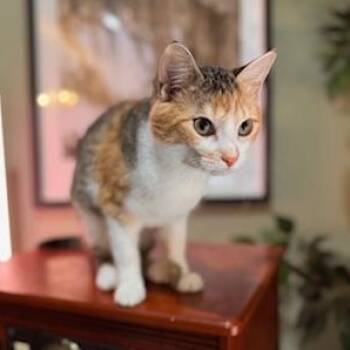 Calico and Tabby Cats Available for Adoption - Sweet Pea | PetCurious