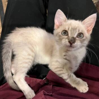 Rescue Domestic Short Hair Cats for Adoption in Morrison, Colorado - Phoebe Ehlers | PetCurious