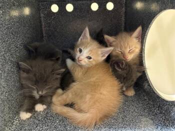 Domestic Short Hair Cats Available for Adoption in Tustin, California - BUNNY | PetCurious