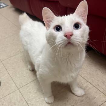 TikTok -  American Bobtail Cat for Adoption in Waynesboro, Pennsylvania - TikTok | PetCurious