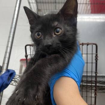 Domestic Short Hair Cats Available for Adoption in Edinburg, Texas - Gypsy | PetCurious