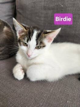 Birdie -  Domestic Short Hair Cat for Adoption in Mississauga, Ontario - Birdie | PetCurious