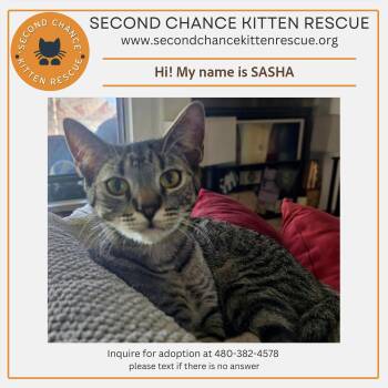 Rescue Tabby Cats for Adoption in Phoenix, Arizona - SASHA | PetCurious