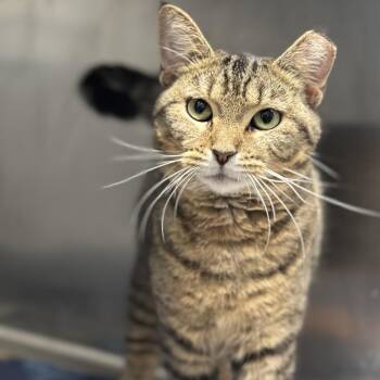 Evie -  Domestic Short Hair Cat for Adoption in Matteson, Illinois - Evie | PetCurious