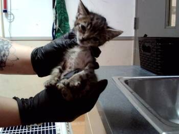 A1048295 -  Domestic Short Hair Cat for Adoption in Martinez, California - A1048295 | PetCurious