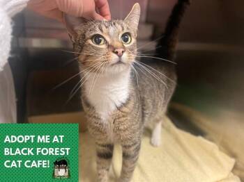 LILA -  Domestic Short Hair Cat for Adoption in Fort Wayne, Indiana - LILA | PetCurious