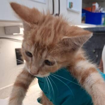 Kylian -  Domestic Short Hair Cat for Adoption in Auburn, Alabama - Kylian | PetCurious