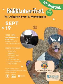 Barktoberfest Adoption 9/19 -  Domestic Short Hair Cat for Adoption in East Hanover, New Jersey - Barktoberfest Adoption 9/19 | PetCurious