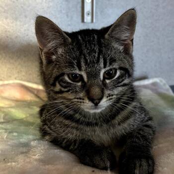 Rescue Domestic Short Hair Cats for Adoption in Hudson, New York - Elvira | PetCurious