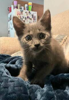 Mr.Gray -  Russian Blue and Domestic Short Hair Cat for Adoption in Shrewsbury, Massachusetts - Mr.Gray | PetCurious