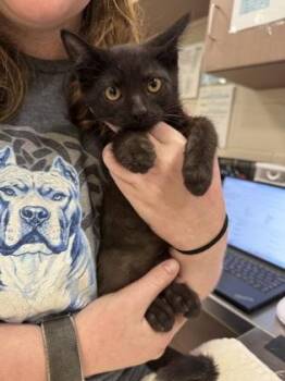 Odd -  Domestic Short Hair Cat for Adoption in Fishers, Indiana - Odd | PetCurious