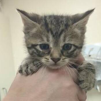 Connie -  Domestic Short Hair Cat Available for Adoption in Shinnston, West Virginia - Connie | PetCurious