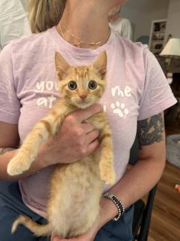 Napoleon (Available for pre-adoption) -  Domestic Short Hair Cat for Adoption in Camden, South Carolina - Napoleon (Available For Pre-adoption) | PetCurious