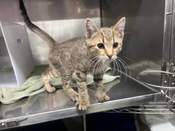 Domestic Short Hair Cats Available for Adoption - Edward | PetCurious