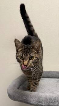 Levi -  Domestic Short Hair Cat for Adoption in Yankton, South Dakota - Levi | PetCurious
